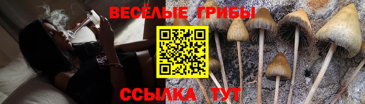 Галлюциногенные грибы Psilocybine cubensis Краснодар